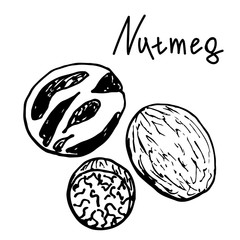 Nutmeg. Graphic illustration, black and white. Isolated element. Hand drawn sketch, handwritten text