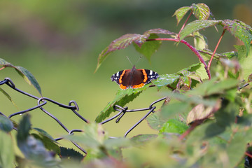 Red Admiral (Vanessa atalana) on bramble plant