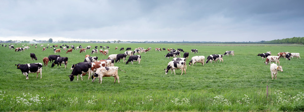 large amount of spotted cows in spring meadow near city of utrecht under cloudy sky in holland