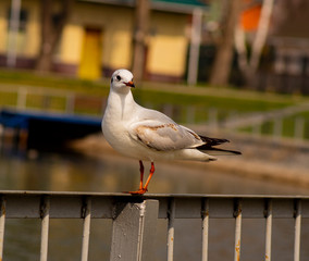 creative animal photo for advertising, design and wallpaper