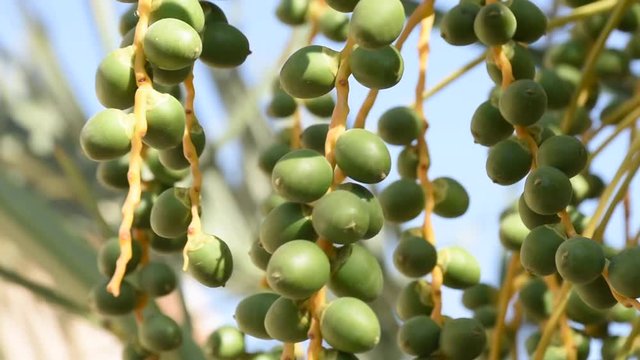 Dates close up growing on a tree in the Middle East - United Arab Emirates or Saudi Arabia blowing in the wind.