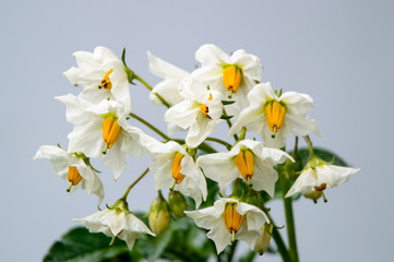 Fototapeta na wymiar beautifull blossom of potato Solanum tuberosum