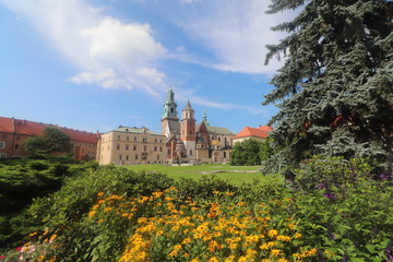 Yellow plants and Wawel Cathedral and Castle, Kraków