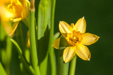 rozwinięty kwiat narcyz lub żonkil