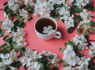 A cup of tea stands on a coral background surrounded by white flowers of an apple tree. The concept of spring tea and medicinal decoctions. Close up.