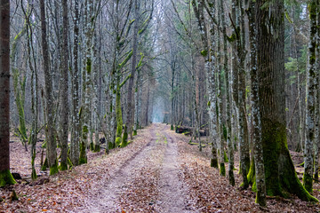 forest path to vanishing point and light at the end