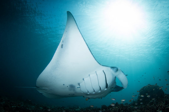 Manta Rays - Manta alfredi, visiting a cleaning station. Taken in Komodo national park, Indonesia.