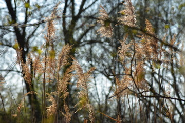 Park, Wald, Bäume, Blumen, See, Frühling