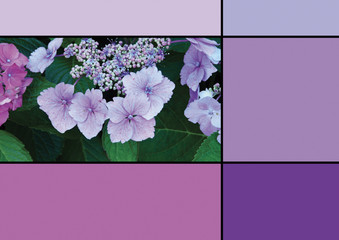 Nuancier Palette Trend 2020 fleur couleur purple violet color chart	