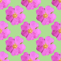 Briar, wild rose. Illustration, texture of flowers. Seamless pattern for continuous replication. Floral background, photo collage for textile, cotton fabric. For use in wallpaper, covers.