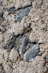 mit alpinem Moos bewachsene Felsbrocken umringt