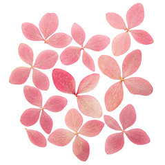 Pressed and dried flower hydrangea. Isolated on white background. For use in scrapbooking,...
