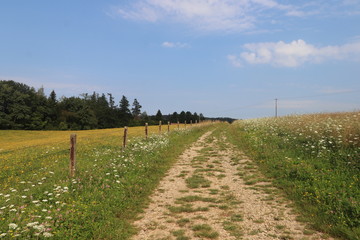 Fototapeta na wymiar Bucolic dirt track on a hill in Bugaj, Kalwaria Zebrzydowska