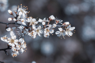 Prunus spinosa. Blackthorn flowers on a blurred background
