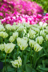 Amazing blooming colorful tulips pattern outdoor. Nature, flowers, spring, gardening concept