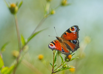 Fototapeta na wymiar A peacock-eye butterfly sitting on a flower. Blurred background