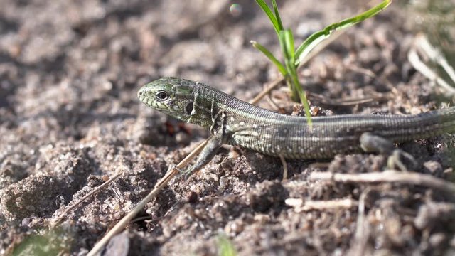 close up of a lizard sitting on the ground between blades of grass and looking at the camera gets scared and runs away