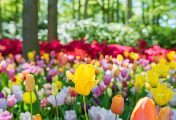 Fototapeta na wymiar Amazing blooming colorful tulips pattern outdoor. Nature, flowers, spring, gardening concept