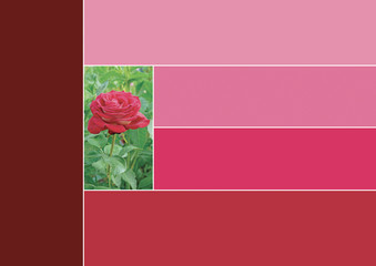 Palette nuancier Trend 2020 Color couleur fleur rose color chart pink flower