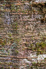 mit Moos bewachsene Baumrinde