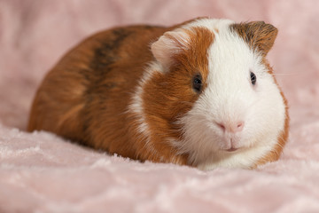 Adorable guinea pig on beautiful pink background