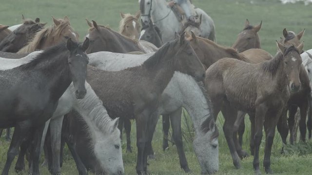 Cattlemen from Almonte guide the mares and their foals through the Do&ntilde;ana marshes, during the mares' removal.