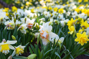 Fototapeta premium Amazing blooming colorful narcissus pattern in the park outdoor. Nature, flowers, spring, gardening concept 