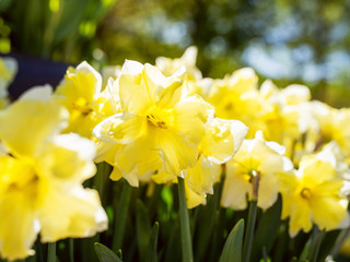 Obraz premium Amazing blooming colorful narcissus pattern in the park outdoor. Nature, flowers, spring, gardening concept 