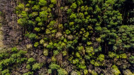 Fresh Green Foliage in Forest at Spring. Aerial Drone View