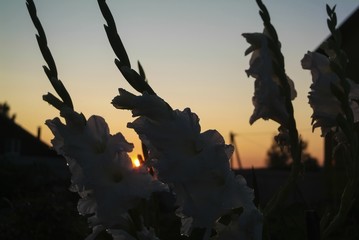 gladioli in the garden at sunset in summer, Russia