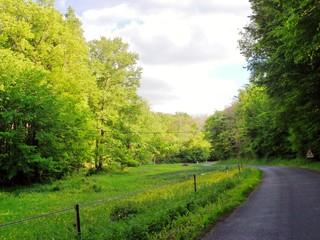 Fototapeta na wymiar Fotografía del paisaje de un camino solitario entre arboles y un prado verde con el cielo abierto en el fondo con nubes grises