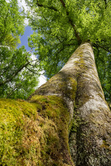Fototapeta premium Baumstamm, stamm, buche, alter Baum, buchenwald, frühling, laub