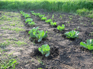 Agriculture. Photo of a growing young cabbage in the garden. A field with young shoots of cabbage, fresh young vegetables from the garden.