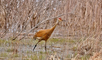Sandhill crane in wet meadow.Natural scene from Wisconsin.
