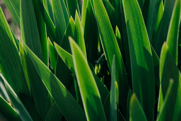 leaves of iris flower background backlit by the sun