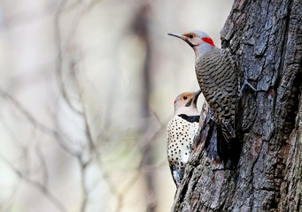 The northern flicker on spring in Wisconsin state park.

