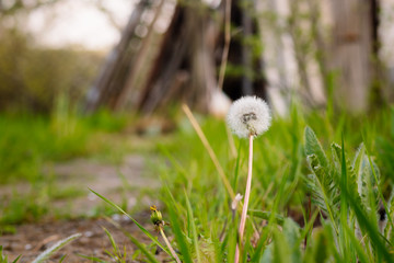 Closeup of dandelion on the grass