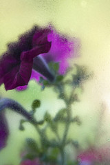 Purple flowers behind the wet glass