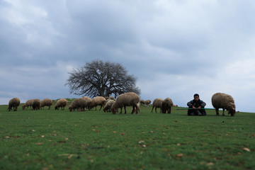 herd of sheep - the green nature