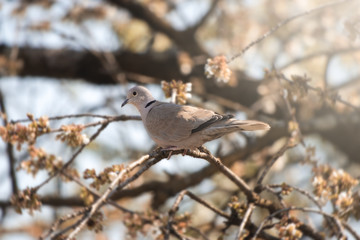 Bird on tree branch