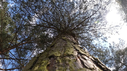 Park, Wald, Bäume, Blumen, See, Frühling