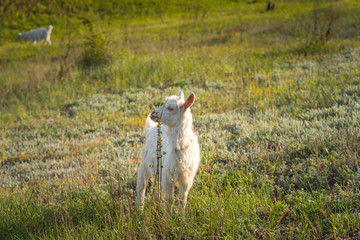 White goat eating a green plant