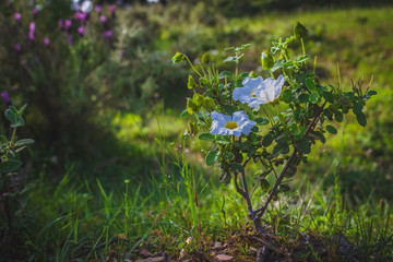 rockrose in the green field