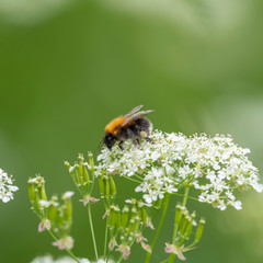 The tree bumblebee or new garden bumblebee (Bombus hypnorum) is a species of bumblebee common in...