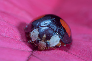 Marienkäfer