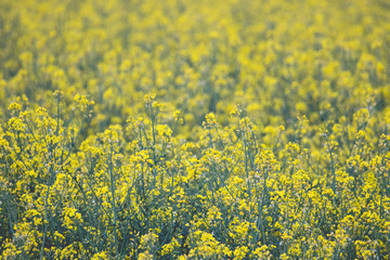 Rapeseed yellow field
