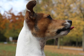 Jack Russell