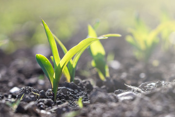 Growing plants seedings