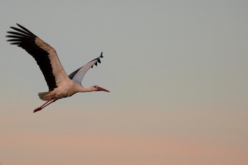 Storch beim Sonnenuntergang