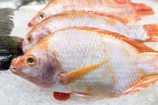 Several red snappers lie on ice for saving of freshness.